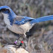 Island Scrub-Jay